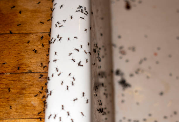 Paden City, WV Pest Control Company